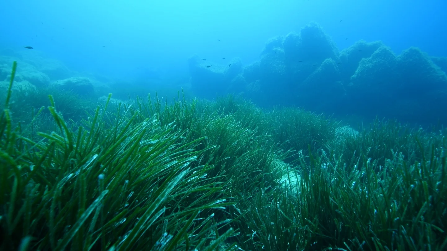 Posidonia seagrass meadow on the Mediterranean seabed